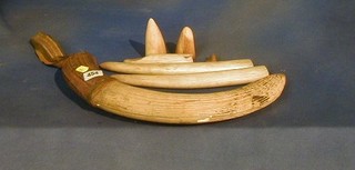 A large ivory tusk together with 5 others