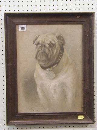 G Shaw Baker, study of a seated bull dog "Dickenson Medal Winner"  15" x 11"  