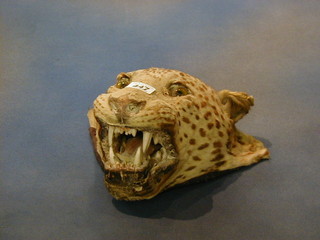 A stuffed and mounted leopard's head