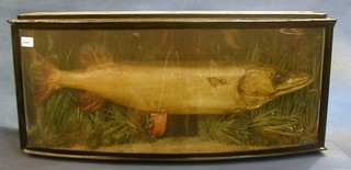 A stuffed and mounted Pike contained in a bow fronted case