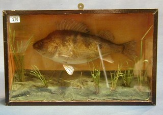 A stuffed and mounted Perch contained in a rectangular glazed display case 13" x 20"