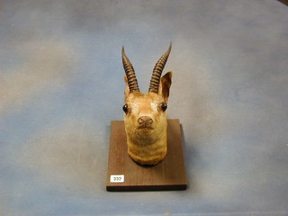 A stuffed and mounted Black Buck's head