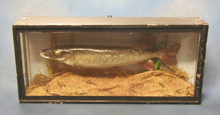 A stuffed and mounted pike contained in a straight fronted glazed display cabinet 24"