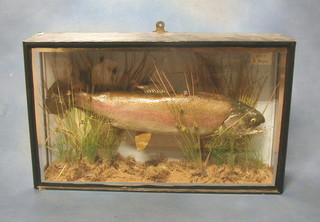 A 6lb stuffed and mounted Rainbow Trout by  J Cooper, contained in a glazed display cabinet, labelled Trout 6 lbs Bala Lake, 1929, L Smythe 27"