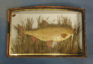 A 19th Century stuffed and mounted Roach contained in a bow fronted case 17"