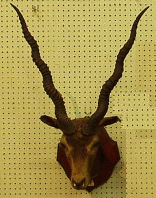 A stuffed and mounted gazelles head