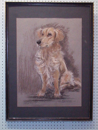 A Harvey Kelly, a pastel drawing "Golden Retriever - Shane" signed and dated 1975 21" x 14"