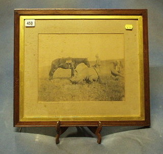 A 19th/20th Century black and white photograph of a Rhinocerous shot by the Late Governor General of Nigeria, in an oak frame