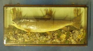 A brown trout, 3 lbs 4 ozs, killed River Bain 3rd June 1969, stuffed and mounted by T Slakeld
