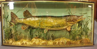 A stuffed and mounted pike 10lbs 9 ozs, caught by A G Taylor River Trent 1922, contained in a bow fronted glass cabinet