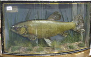 A stuffed and mounted Tench with paper label Tench 4 lbs 4 ozs caught August 20th 1949 contained in  bow front case