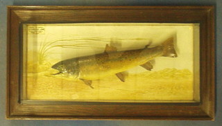A stuffed and mounted Trout with paper label Caught on Dry Fly by Marjorie Lowe LLyncrafnant 1st September 1937 1lbs 7 ozs, the reverse with Bill Cox Taxidermy label