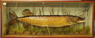 A stuffed and mounted Pike contained in a glazed display cabinet D Burr River Ure 23rd September 1989 12lbs 8 ozs