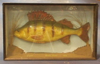 A cased resin model of Perch