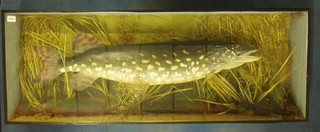 A fibre glass Trout