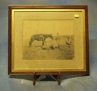 A 19th/20th Century black and white photograph of a Rhinoceros shot by the Late Governor General of Nigerian, in an oak frame