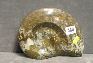 A polished amonite 8"