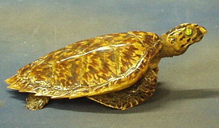 A stuffed and mounted Hawksbill Turtle