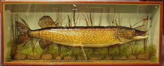 A stuffed and mounted Pike contained in a glazed display cabinet D Burr River Ure 23rd September 1989 12lbs 8 ozs