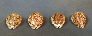 4 Abalone shells