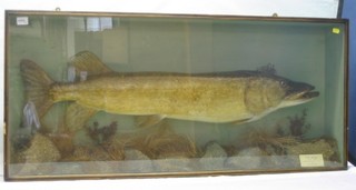 A stuffed and mounted Pike, with card Pike 16 1/2lbs Lotus Loch caught September 4th 1956 by F J Ketley