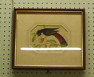 Watercolour drawing "Exotic Bird" 4" x 6"