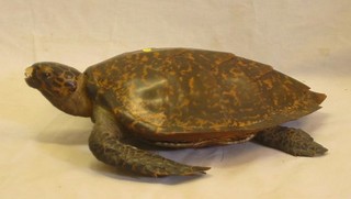 A stuffed turtle 19"