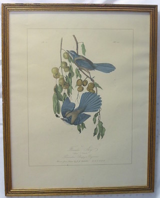 A botanical print "The Florida Jay" 15" x 11"