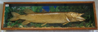 A stuffed and mounted Pike contained in a glazed display cabinet 37"