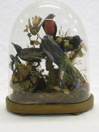 A Victorian collection of 5 stuffed and mounted birds contained beneath a glass dome