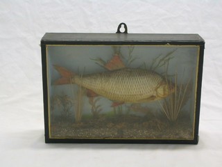 A stuffed and mounted Roach contained in a straight glass cabinet 15"