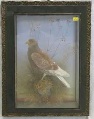 A stuffed and mounted prize racing pigeon contained in a glass cabinet with naturalistic surroundings "George Bazeley of 12 Horse Market Northampton"
