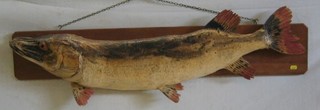 A stuffed and mounted 26 1/2lbs pike raised on an oak panel together with the Sussex Piscatorial Society Hasted Trophy to J W Whiting Best Specimen Pike, Pond Lye 9-10-65 26 1/2lbs