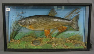 A stuffed and mounted 6lbs Chub, caught on the River Teme September 1980 by R James and preserved by G Franks, contained in a straight fronted case