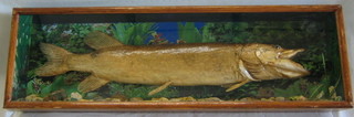 A stuffed and mounted Pike contained in a glazed display cabinet 37"