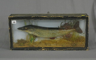 A stuffed and mounted Pike in a rectangular straight fronted case with naturalistic display 20"