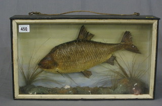 A stuffed and mounted Chub/Roach 12" contained in a straight fronted case with naturalistic display