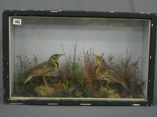 2 stuffed and mounted birds contained in naturalistic surroundings