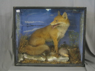 A stuffed and mounted fox with grouse, cased and with naturalistic display