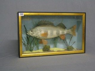 A fibre glass model of a Perch, cased with naturalistic display