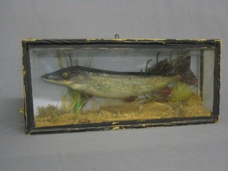 A stuffed and mounted 9lbs Barbel caught on the River Wye October 26th 1999 by A Hill and preserved by G Franks contained in a straight fronted case with naturalistic display