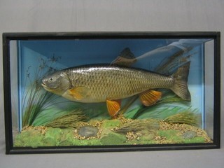 A  stuffed and mounted 6lbs Chub, caught on the River Teme September 1980 by R James and preserved by G Franks, contained in a straight fronted case