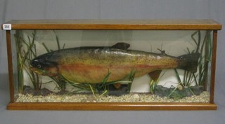 A stuffed and mounted Rainbow Trout 13lbs 9 ozs, caught on the Isle of Bute in Loch Fad, September 1994, preserved by R J Rowson of Woodland Life Taxidermy