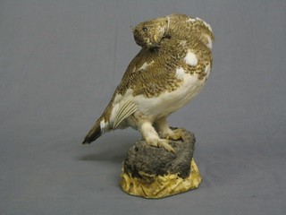 A stuffed and mounted grouse