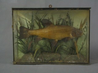 A stuffed and mounted trout contained in a bow front case with perspex panel to the front, preserved by R Stuart Taxidermist 12" x 27"
