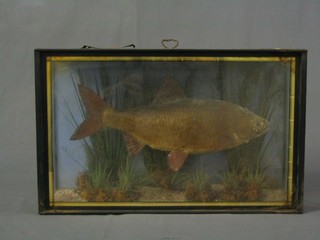 A 19th Century stuffed and mounted perch contained in a rectangular case with reeds by Richardson Taxidermist Kingston Upon Thames, 10" x 17"