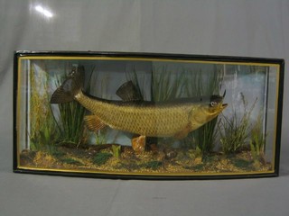 A stuffed and mounted trout contained in a glazed case with reeds 12" x 16"