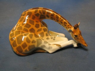 A Soviet figure of a seated giraffe 10"