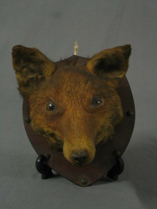 A stuffed and mounted foxes mask raised on an oval shield