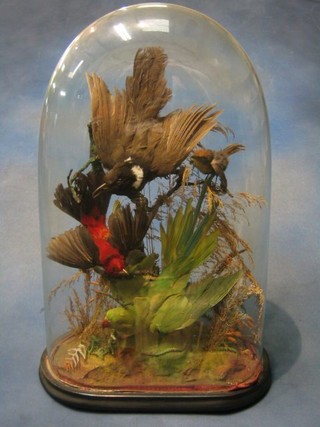 A Victorian taxidermy arrangement of 4 birds contained under a glass dome